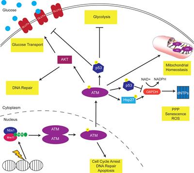 Ataxia-Telangiectasia Mutated Modulation of Carbon Metabolism in Cancer